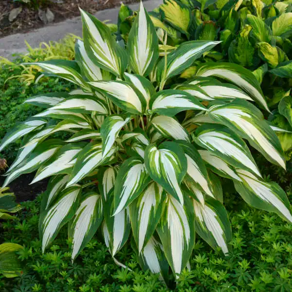 Hosta Plants — photo 1
