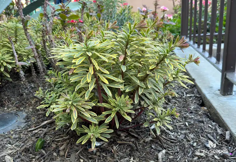 Ascot Rainbow Spurge — photo 1