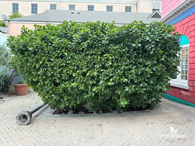 Autograph tree — photo 1