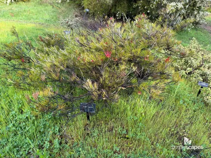 Red Silky Oak — photo 1