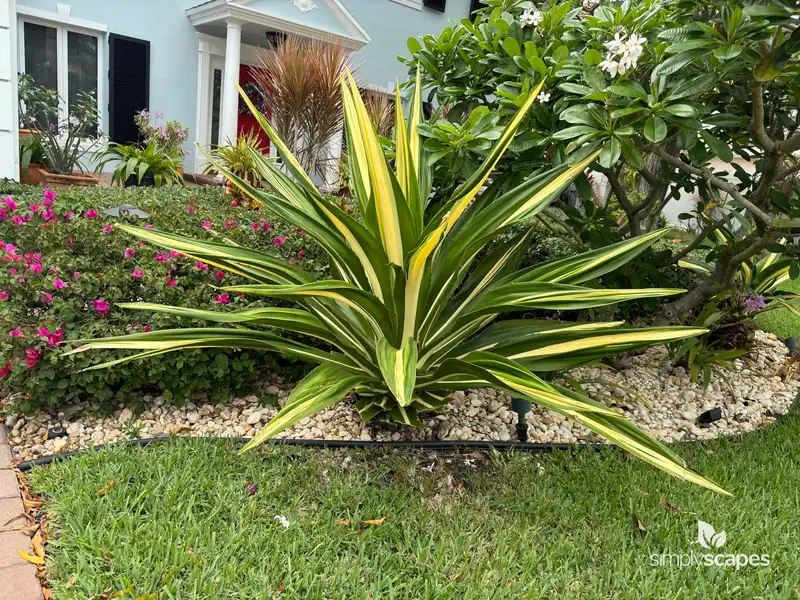Giant Cabuya — photo 1