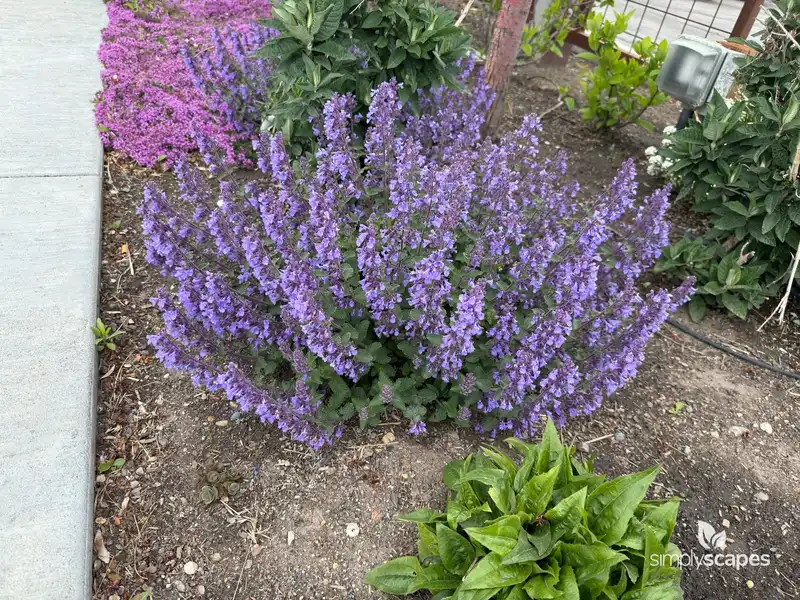 Catnip — photo 1