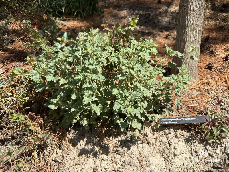 Sphaeralcea ambigua — photo 1