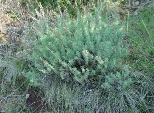 California Sagebrush — photo 1
