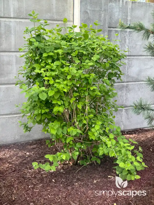 Mockorange (Philadelphus) — photo 1