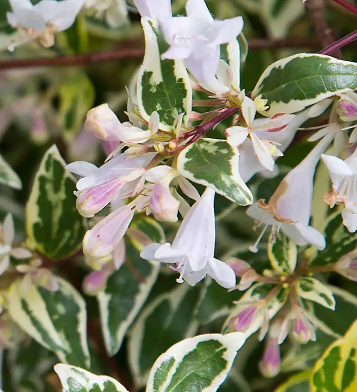 Abelia Miss Lemon™ — photo 1