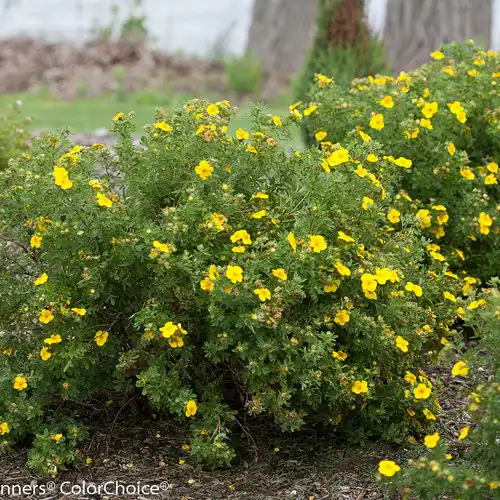 z Happy Face® Yellow — photo 1