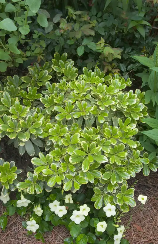 Pittosporum Mojo® — photo 1