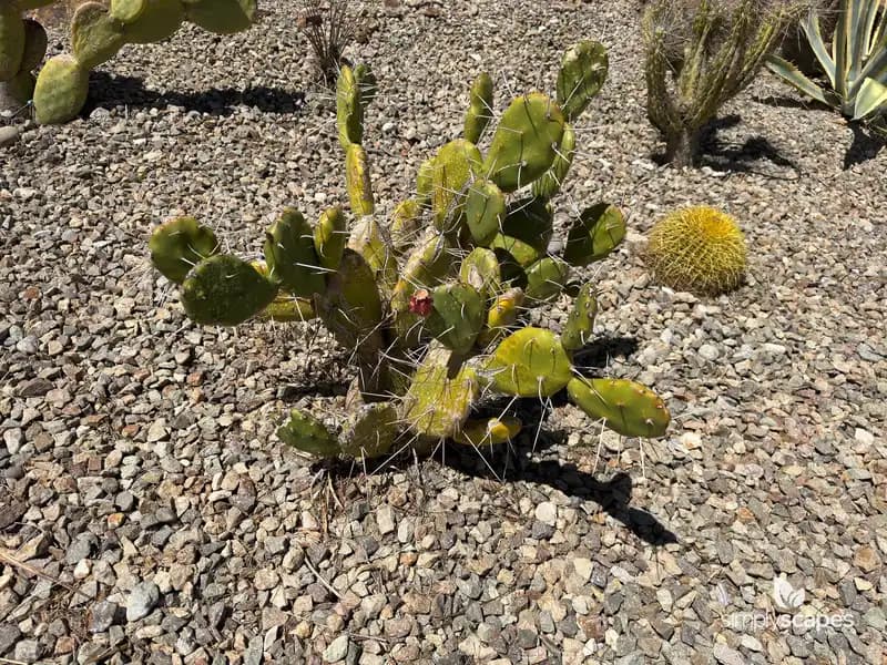 Prickly Pear Cactus — photo 1