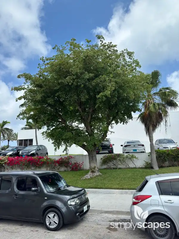 Weeping Fig Tree — photo 1