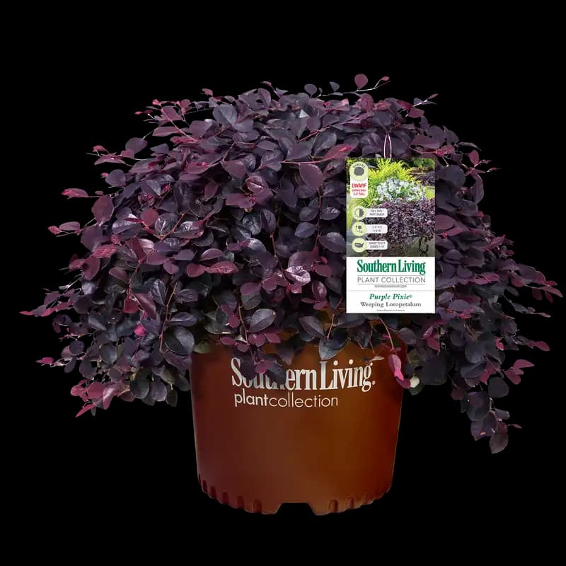 Purple Pixie® Dwarf Weeping Loropetalum — photo 1