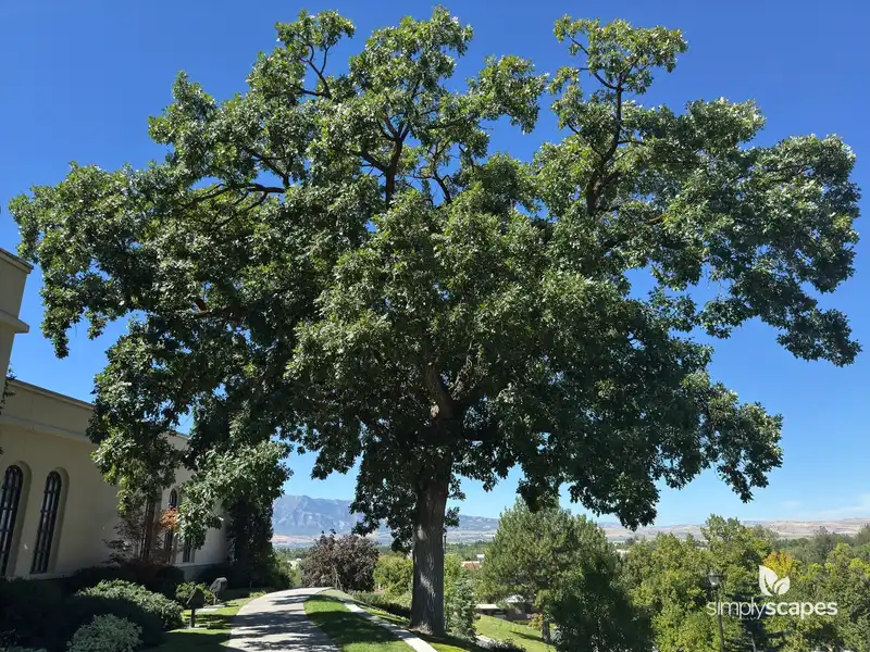 Bur Oak — photo 1