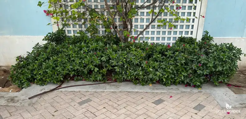 Chinese Banyan — photo 1