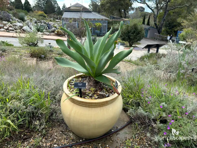 Surfers Candelabra — photo 1