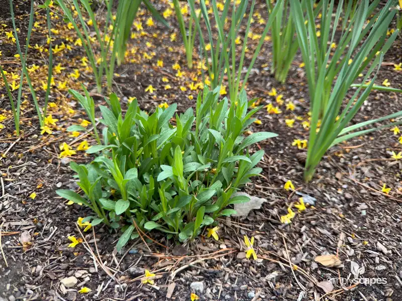 Showy Fleabane — photo 1