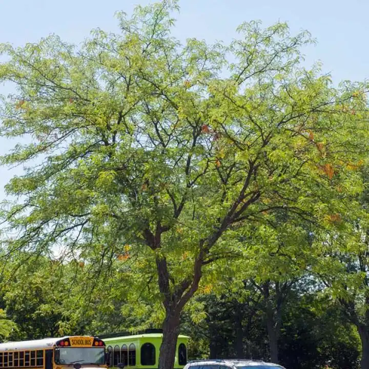 Skycole Skyline® Honeylocust — photo 1