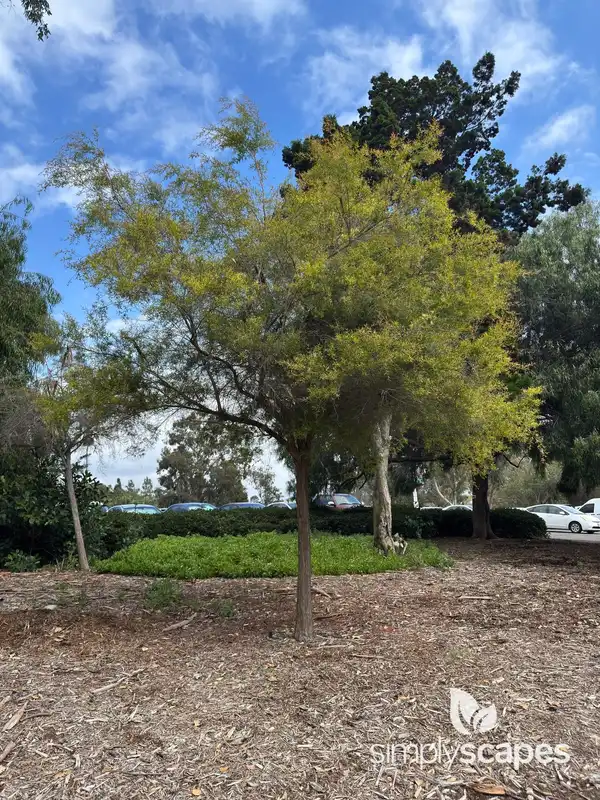 Bottlebrush Plants — photo 1