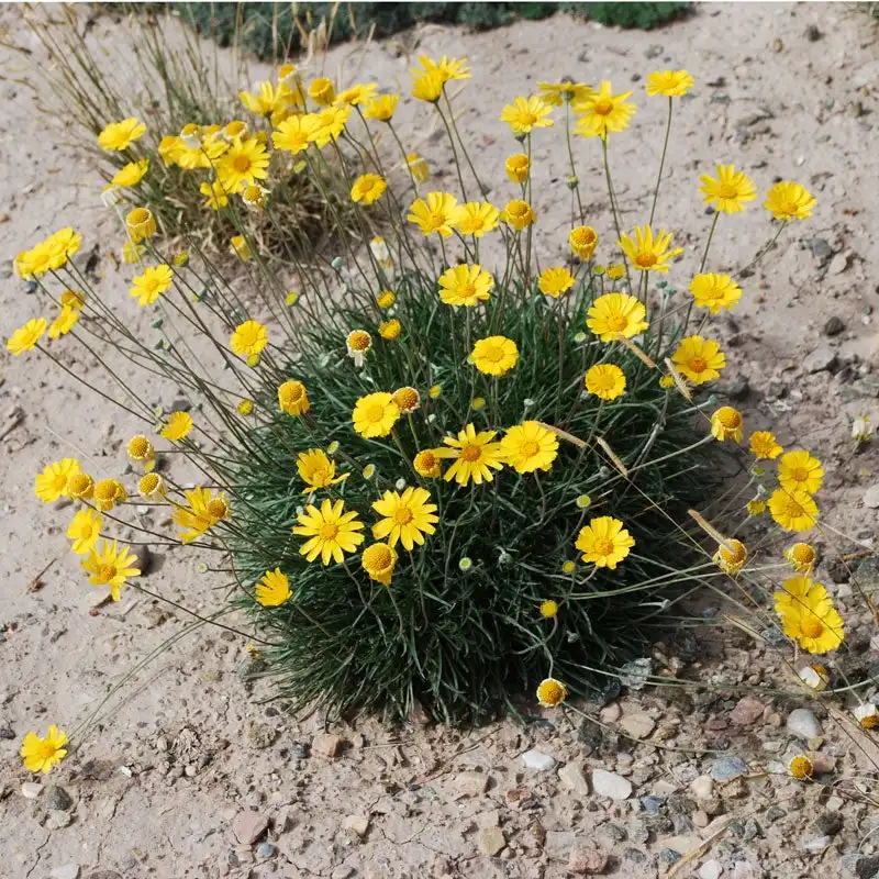 Native Roots Angelita Sundancer Daisy — photo 1