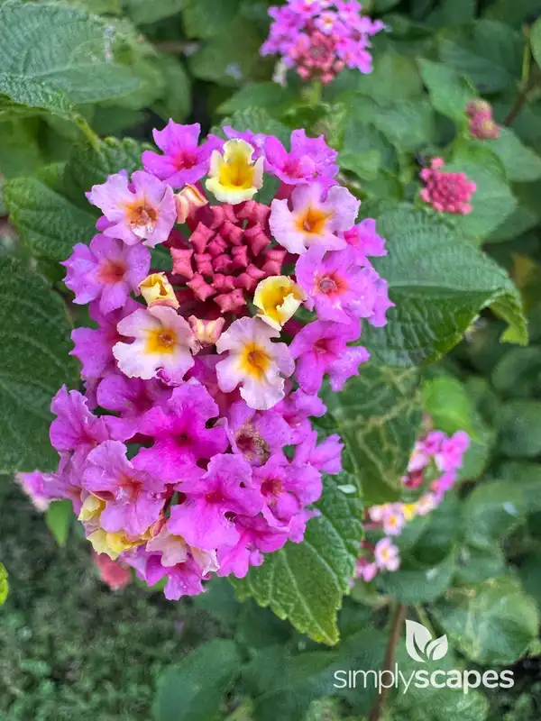 Lantana — photo 1
