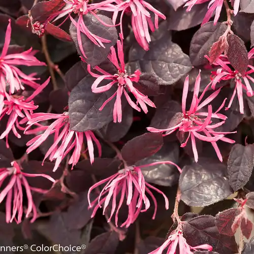 Jazz Hands® Pink Chinese fringe-flower — photo 1