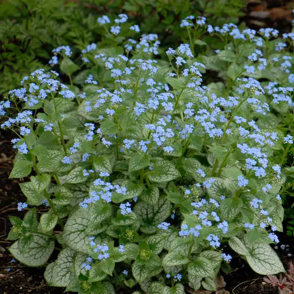 Jack Frost Brunnera — photo 1