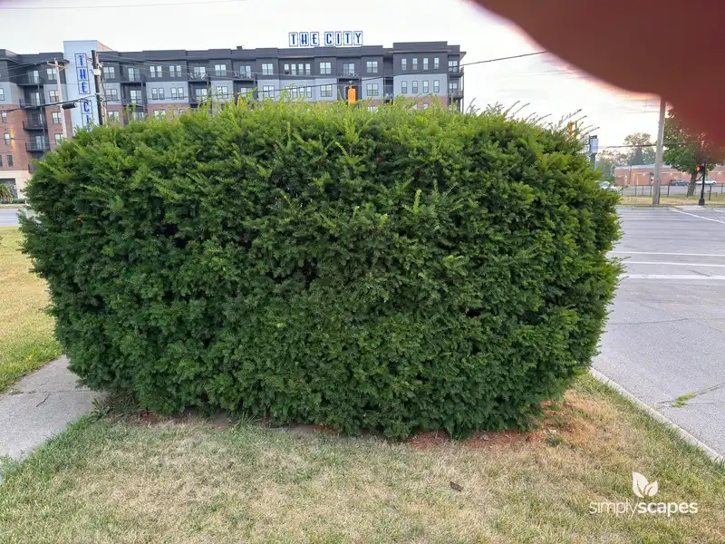Japanese Yew — photo 1
