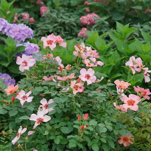Ringo All-Star™ Rose — photo 1