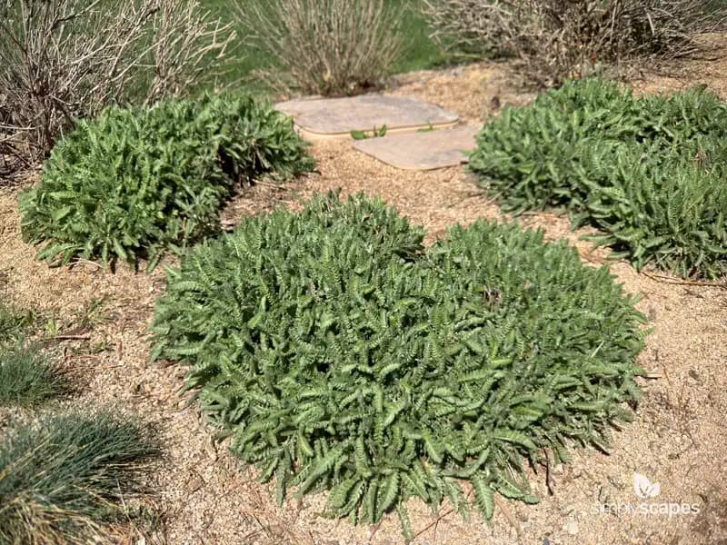 Common Yarrow — photo 1