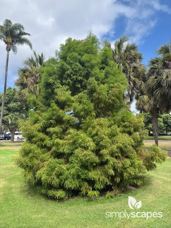 Bald Cypress Tree — photo 1