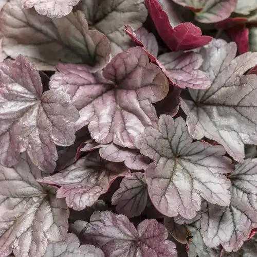 Dolce® Silver Gumdrop Coral Bells — photo 1