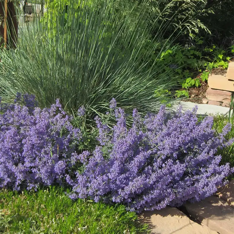 Select Blue Nepeta — photo 1