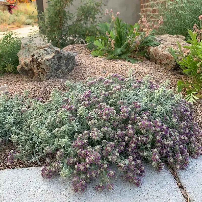 EVERSILVER Creeping Germander (Teucrium) — photo 1