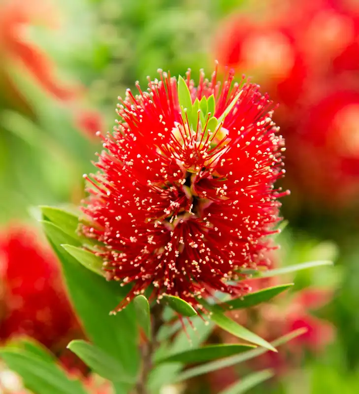 Bottlebrush Light Show® Red — photo 1