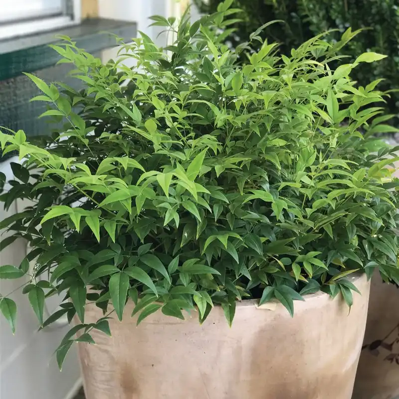 Lemon Lime Nandina Shrub — photo 1
