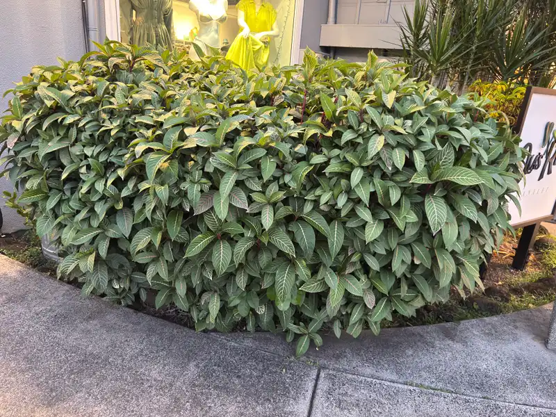 Herbst's Bloodleaf — photo 1