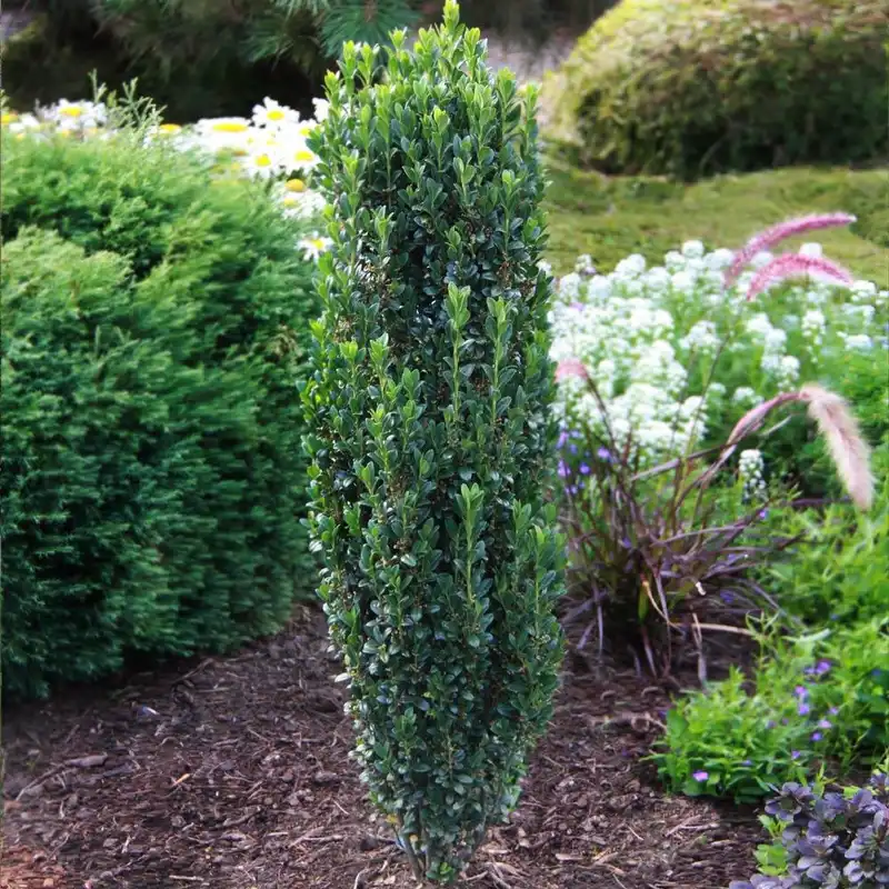 Sky Pencil Holly Tree — photo 1