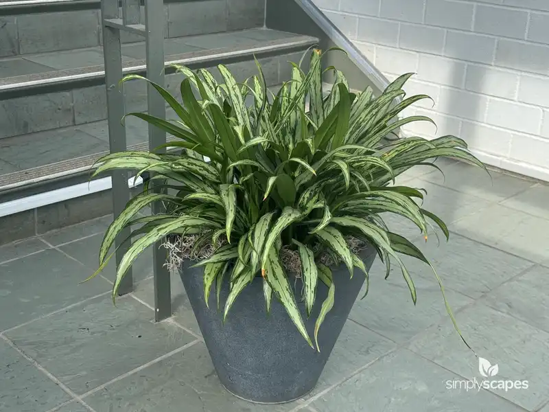Silver Queen Aglaonema — photo 1