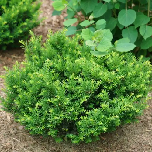 Pacific Yew — photo 1