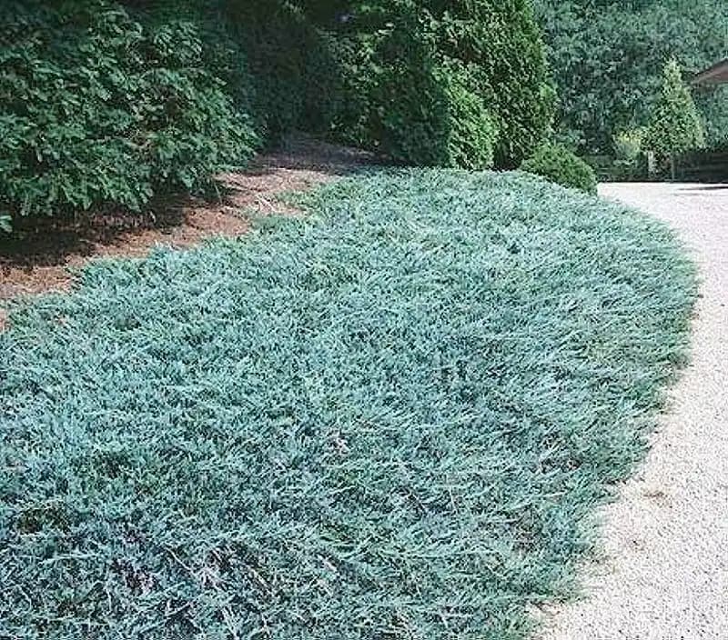 Blue Rug Juniper — photo 1
