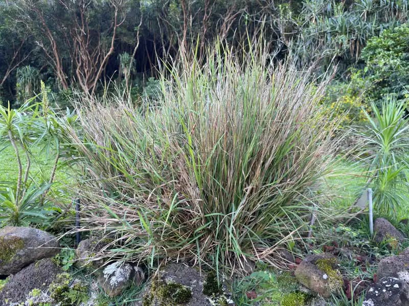 Pili Grass — photo 1