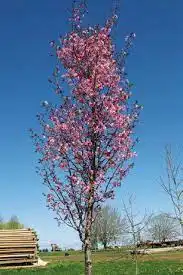 Morton Skinny Latte™ Columnar Kentucky Coffee Tree — photo 1