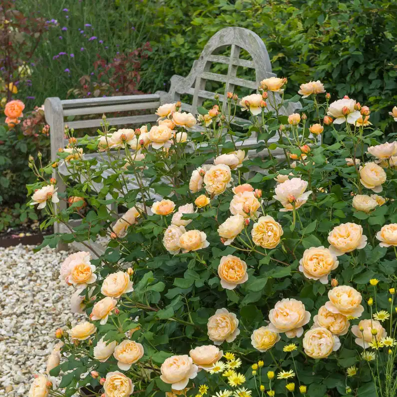 Rosa Roald Dahl — photo 1