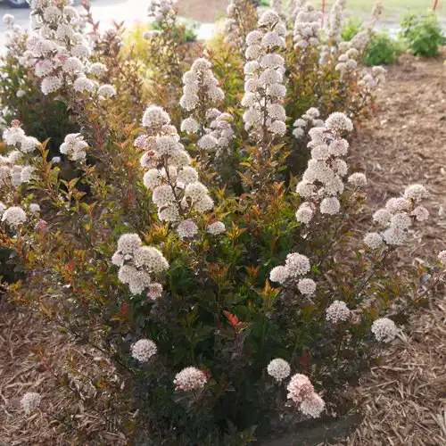 Tiny Wine® Ninebark — photo 1
