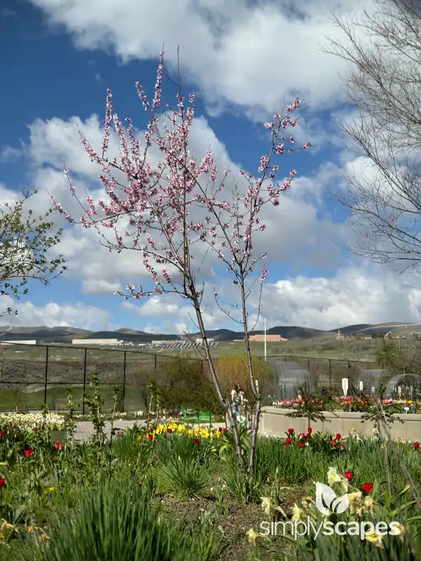 Peach Tree — photo 1