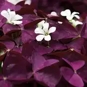 Charmed® Wine Shamrock — photo 1