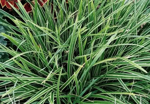 Ice Dance Sedge Plant — photo 1