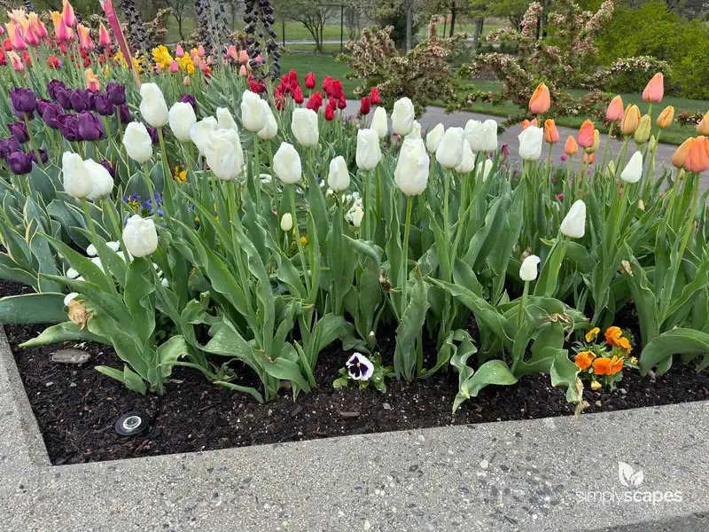 Tulips — photo 1