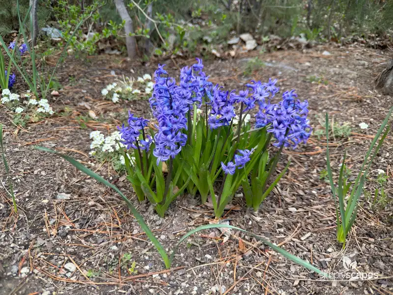 Hyacinth — photo 1