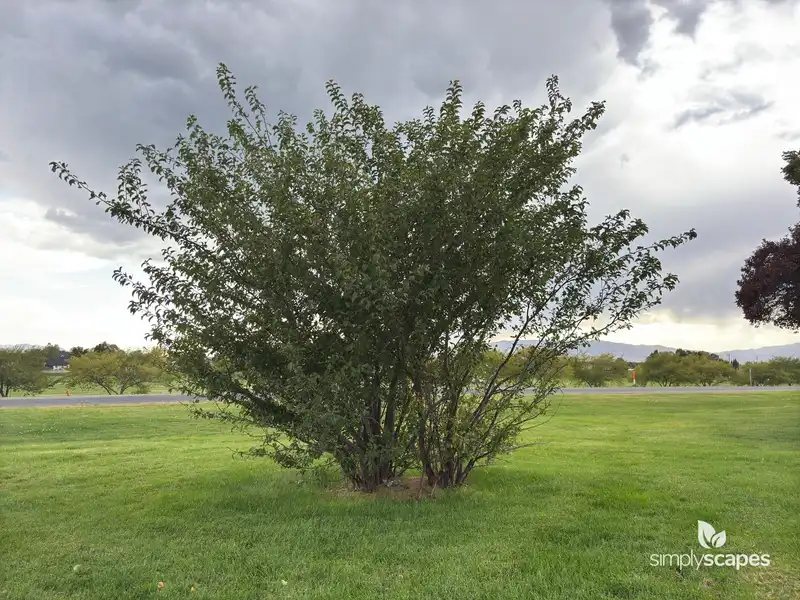 Plum Tree — photo 1