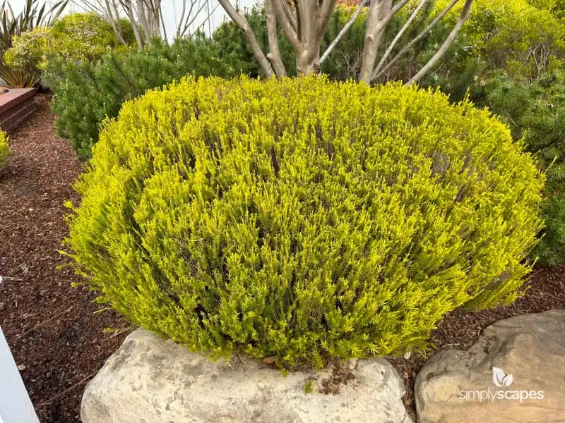 Rosemary — photo 1